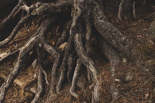 Tree roots exposed in soil